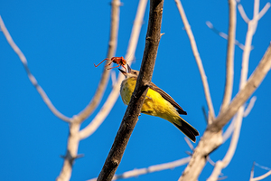 Western Kingbird captures a Morman Cricket 