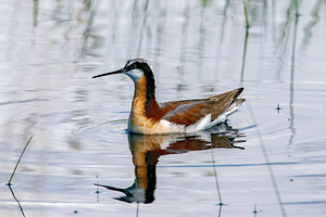 Wilsons Phalarope stock photograph