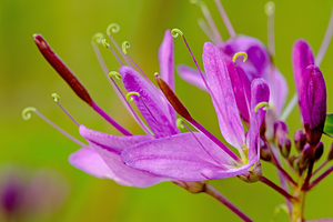 Rocky Mountain bee-plant 