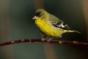Lesser Goldfinch in Boise Idaho