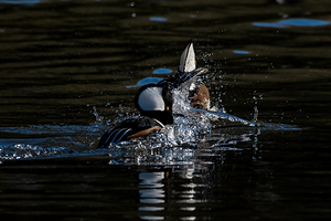 Hooded Merganser high resolution photograph