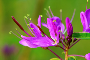 Rocky Mountain bee-plant 