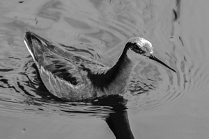 Wilsons Phalarope at Camas Prairie 