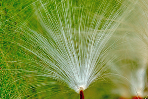 Showy Milkweed seeds closeup