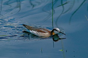 Wilsons Phalarope in Idaho