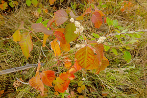 Eastern Poison Ivy