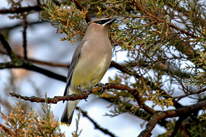 Cedar Waxwing in a cedar tree