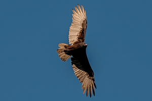 Turkey Vulture soaring