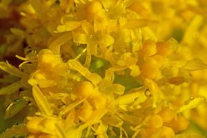 goldenrod flowers macro image