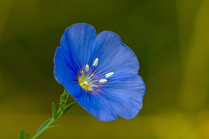 Blue Flax macro photo
