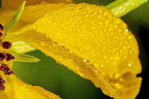 morning dew on flower petal