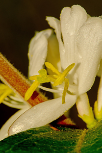 honeysuckle flower in morning sunlight