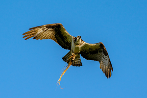Osprey with nest material stock photo