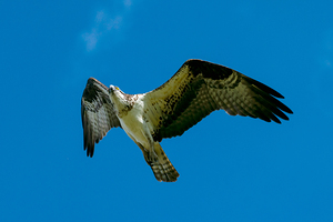  Osprey flying