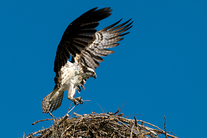  Osprey brings stick to nest