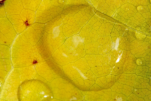 rain drops on a leaf closeup