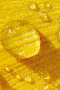 rain drops on a ginkgo leaf macro