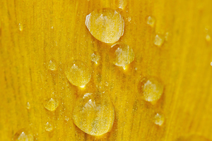 rain drops on a ginkgo leaf