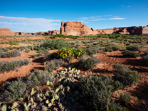 Arches National Park landscape with wildflowers