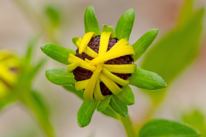 Black-eyed Susan flower bud