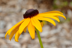 Black-eyed Susan photo