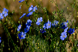 Blue Flax 