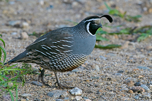 California Quail walking