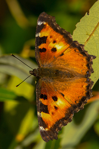 California Tortoiseshell