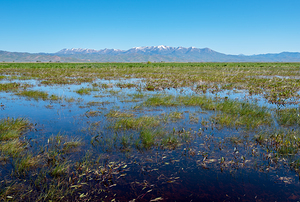 Camas Prairie Centennial Marsh in Idaho