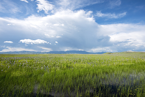 Camas Prairie Centennial Marsh