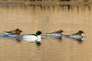 Common Merganser male with females