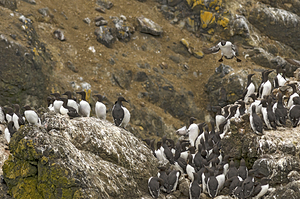  Common Murre at Yaquina Head Outstanding Natural Area Oregon 