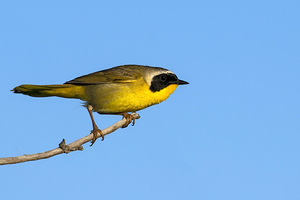 Common Yellowthroat