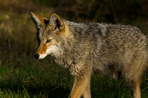 Coyote close view