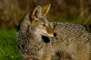 Coyote gaze