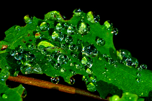 Dewdrops on a leaf