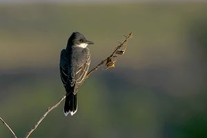 Eastern Kingbird