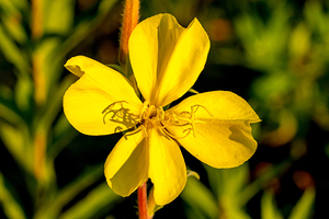 Evening Primrose