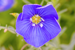 Flax macro photo