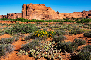 Arches National Park landscape with wildflowers