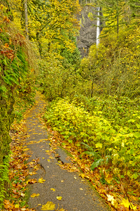 Trail to Latourell Falls in the Columbia River Gorge 
