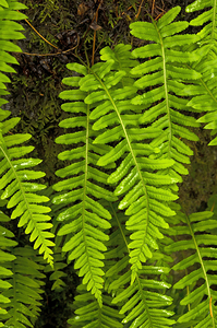 Licorice Fern 