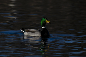 Mallard