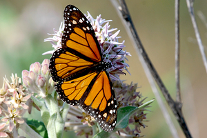 Monarch butterfly