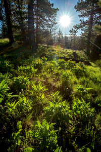 Morning sunlight at Ponderosa State Park