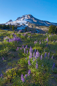   Mt Hood at sunset with lupine in bloom