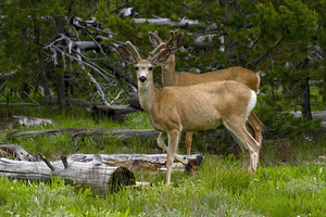 Mule Deer buck  