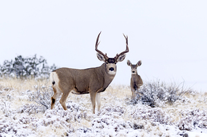 Mule Deer buck and doe