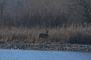 Mule Deer at sunrise along the Boise River