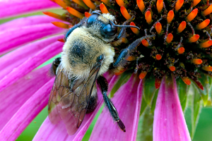 Nevada Bumblebee on Purple Coneflower closeup